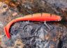 Приманка Lucky John 3D BBS Series Giant Kubira Swim Shad 10,3″ (26см) PG22